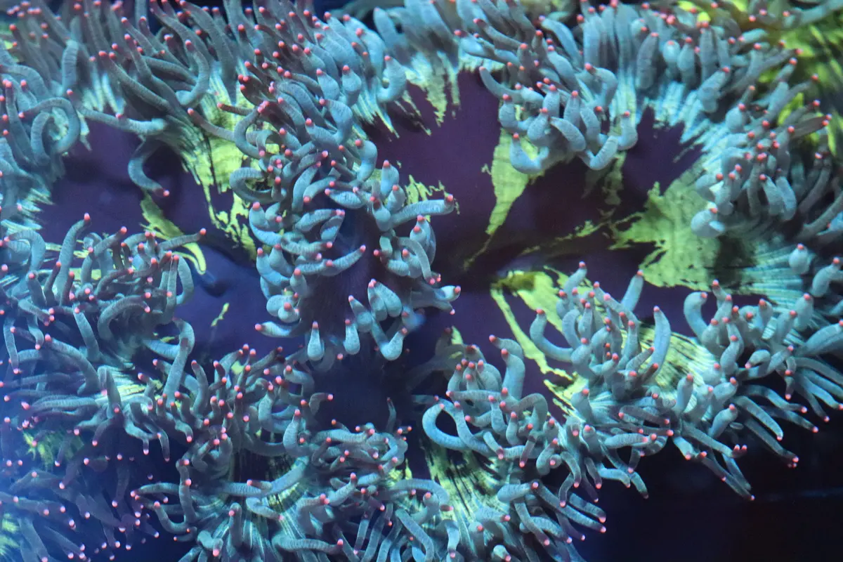 Pink Tip Elegance Coral (D213) 1