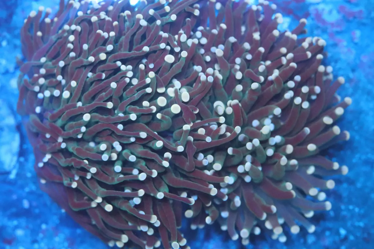Peach Tip Aussie Torch Colony (D209) 1