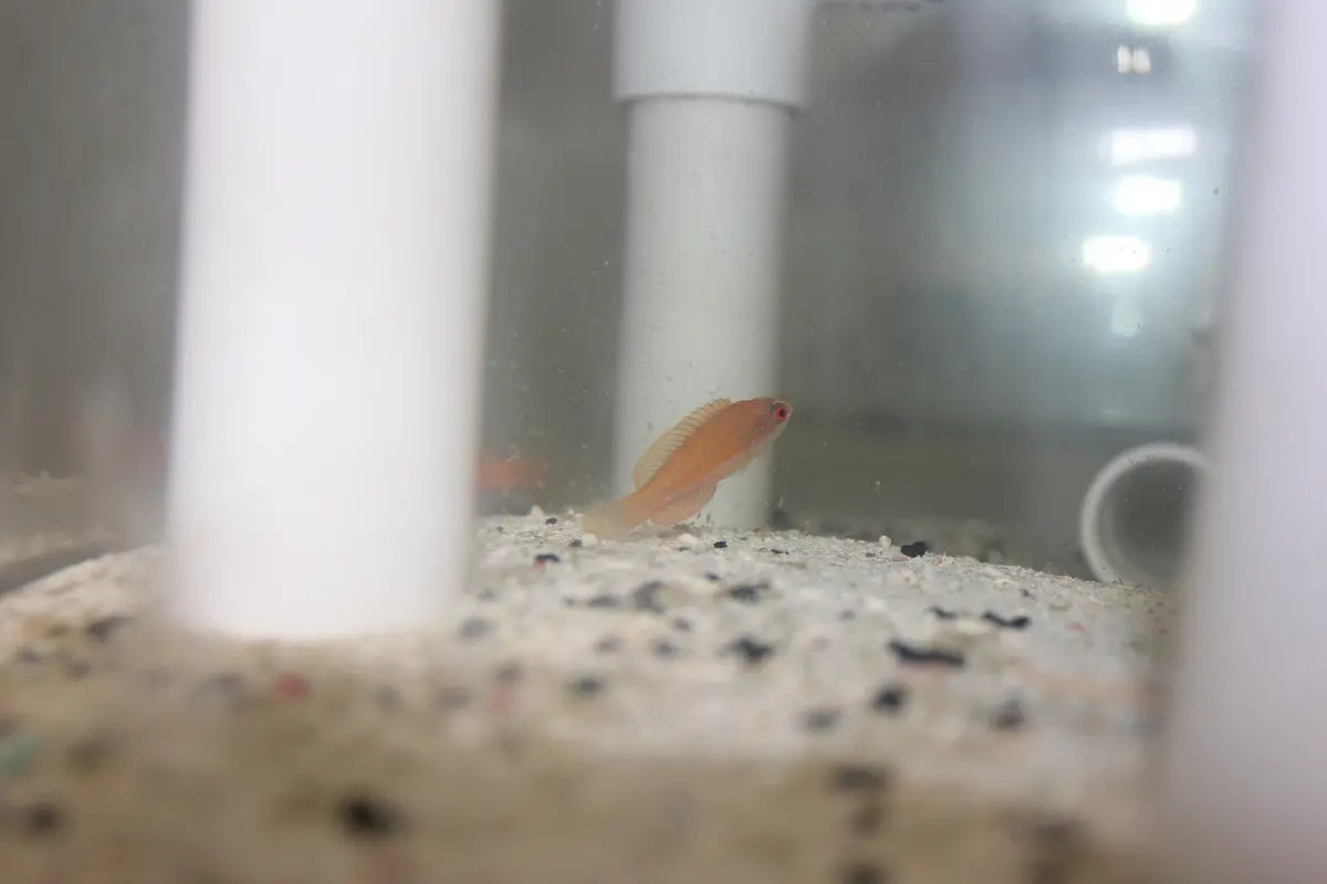 Mccosker Flasher Wrasse|Paracheilinus Mccoskeri 1
