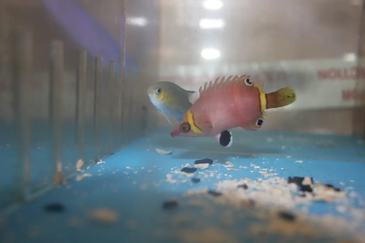 Possum Wrasse (Yellow Band) 1
