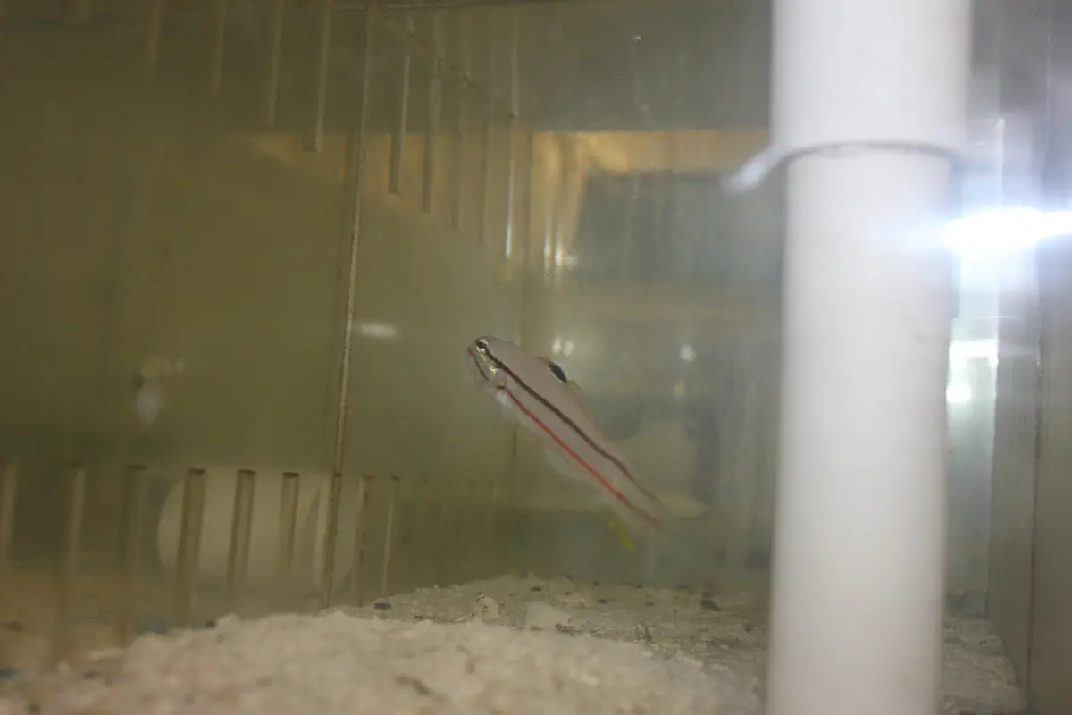 Railway Sleeper Goby (4") 1