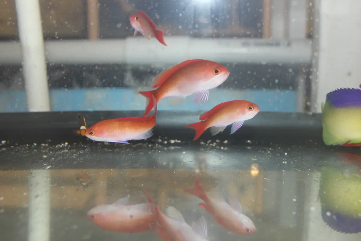 Red Bar Anthias | Pseudanthias Cooperi 1