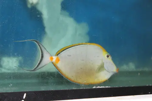 Blonde Naso Tang (7-8" Male) 1