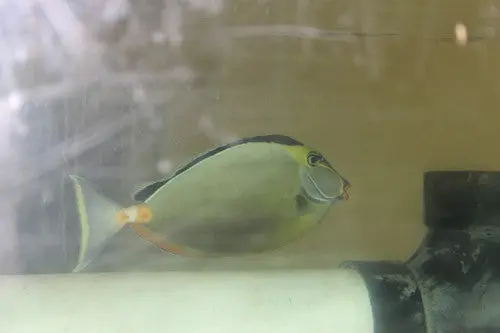 Naso Tang (Hawaiian) 12" 1