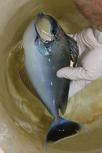 Vlamingi Tang (10-12" Streamer Male) 1