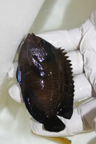 Blue Finned Pygmy Angel (4") 1