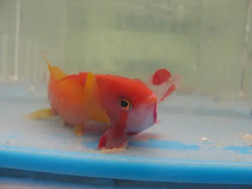 Lyretail Anthias (Red Sea)-Male 1