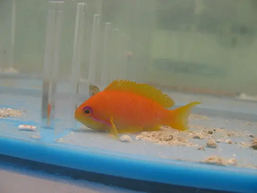 Lyretail Anthias (Kenya)-Female 1