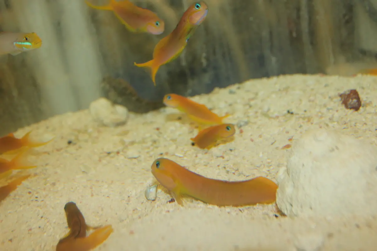 Midas Blenny (African 4-5") 1