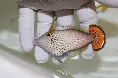 Red Fantail Filefish | Pervagor Spilosoma 1