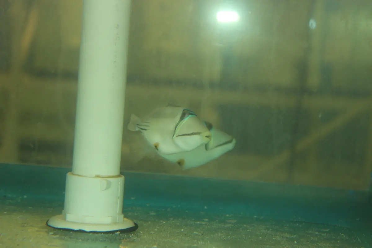 Assasi Trigger (Red Sea) 3-4" 1