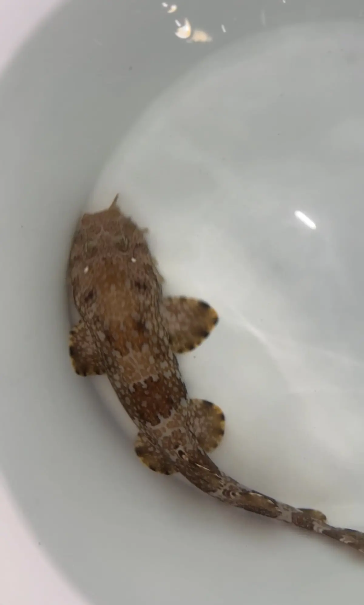 Banded Wobbegong Shark | Orectolobus Ornatus-12" 1