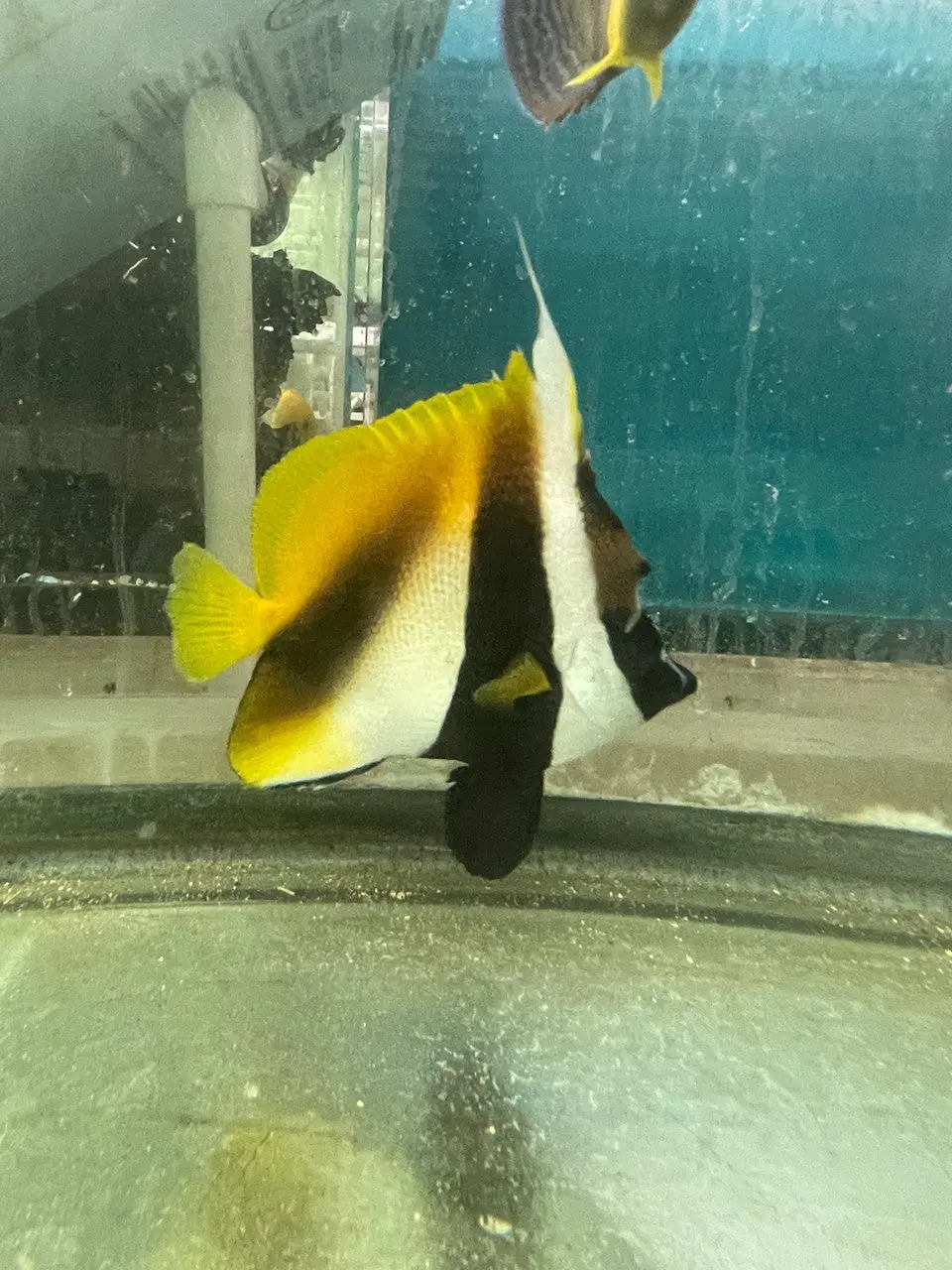 Masked Heniochus Butterfly (5-6") 1