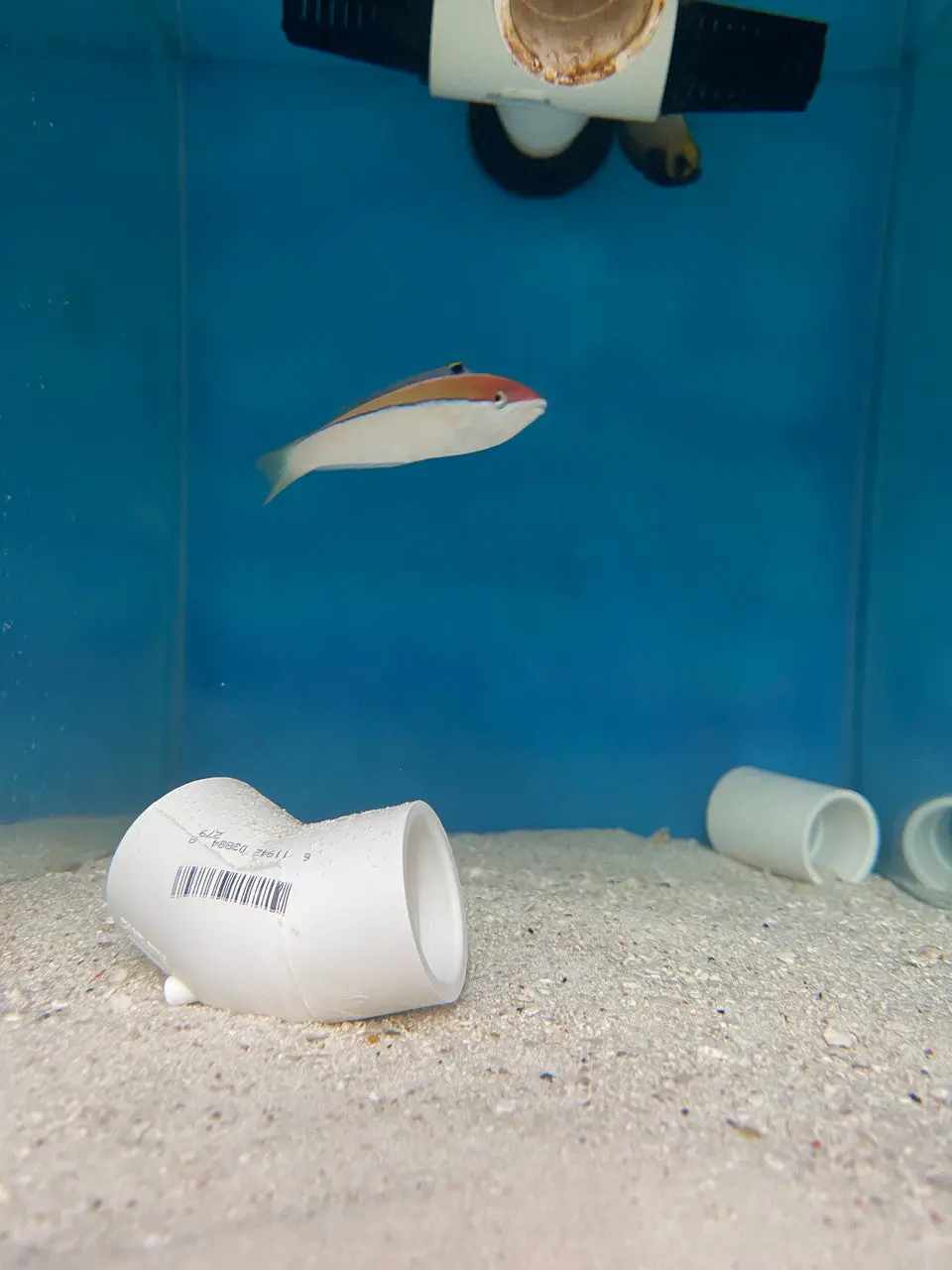 Polynesian Wrasse Atavai Sunset Wrasse Female 1