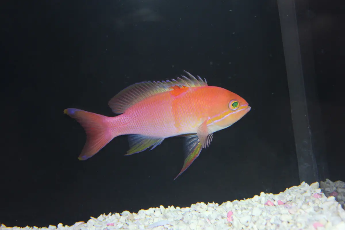 Hutomo's Anthias - Pseudanthias Hutomoi 1