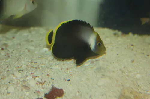 Black Velvet Angelfish (1" Juvenile) 1
