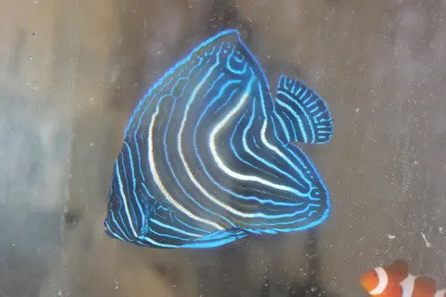 Koran Angelfish-4" Juv 1
