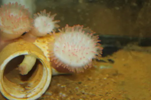 Pink Tip Bubble Tip Anemone (Rbta)-3-4" 1
