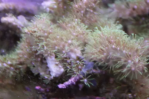 Green Star Polyps (Pachyclavularia)-2" Frag 1