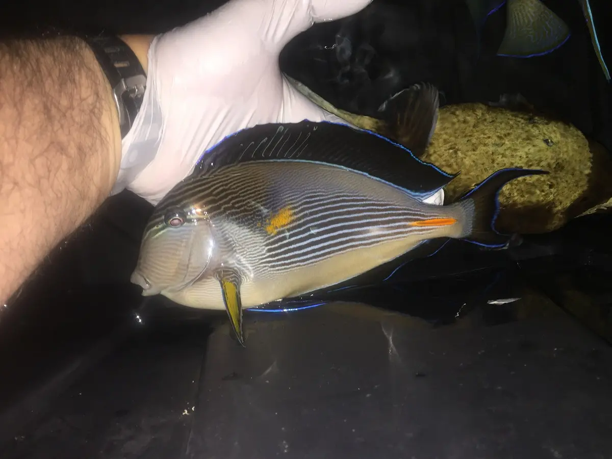 Sohal Tang (10-12") 1