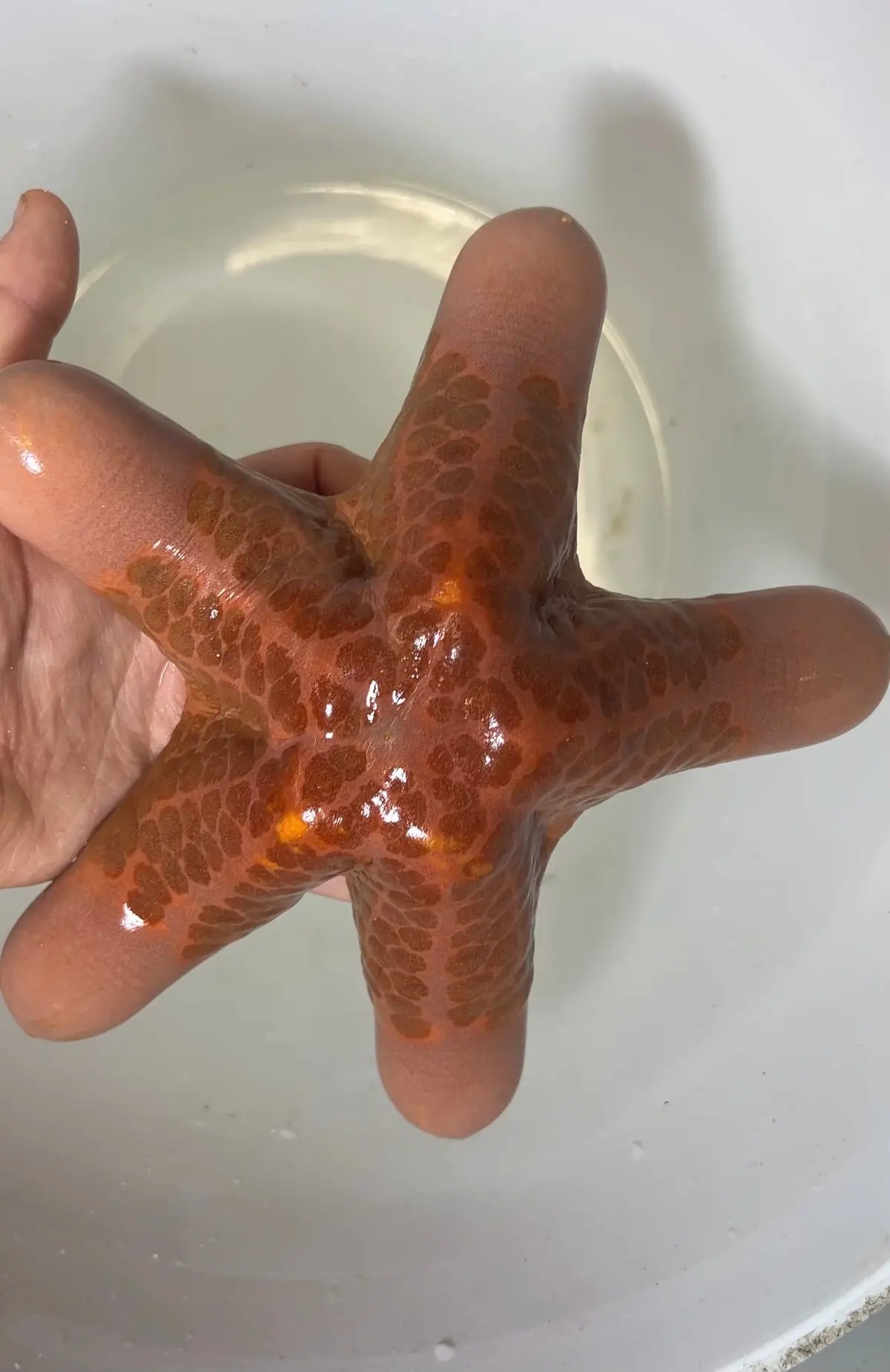 Granulated Sea Star - Choriaster Granulatus 1