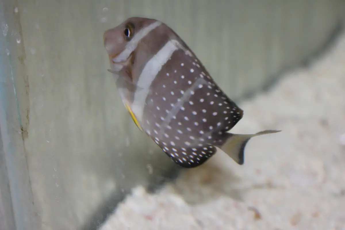 Mustard (Guttatus) Tang-(6-7") 2