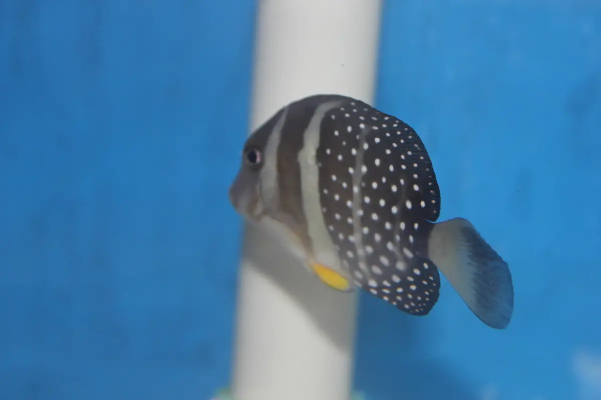 Mustard (Guttatus) Tang-(3-4”) 1