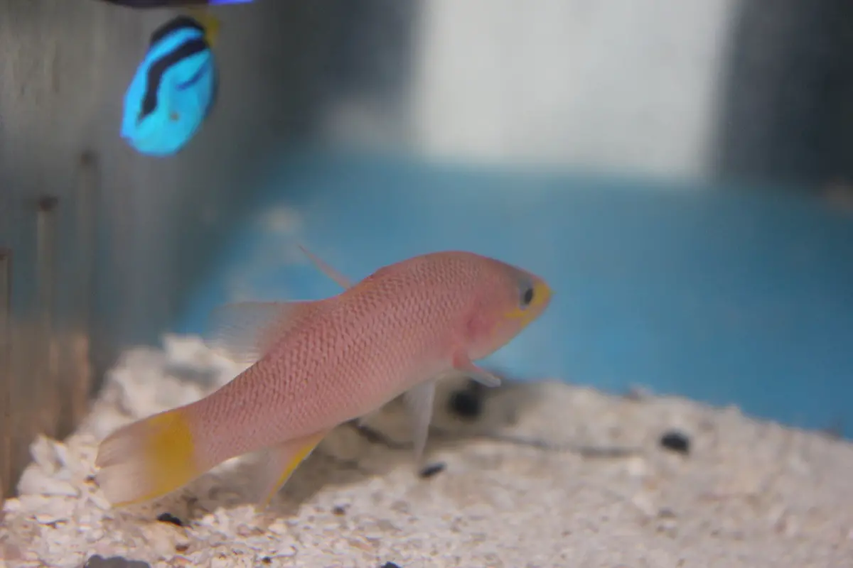 Cave Basslet-3" 1