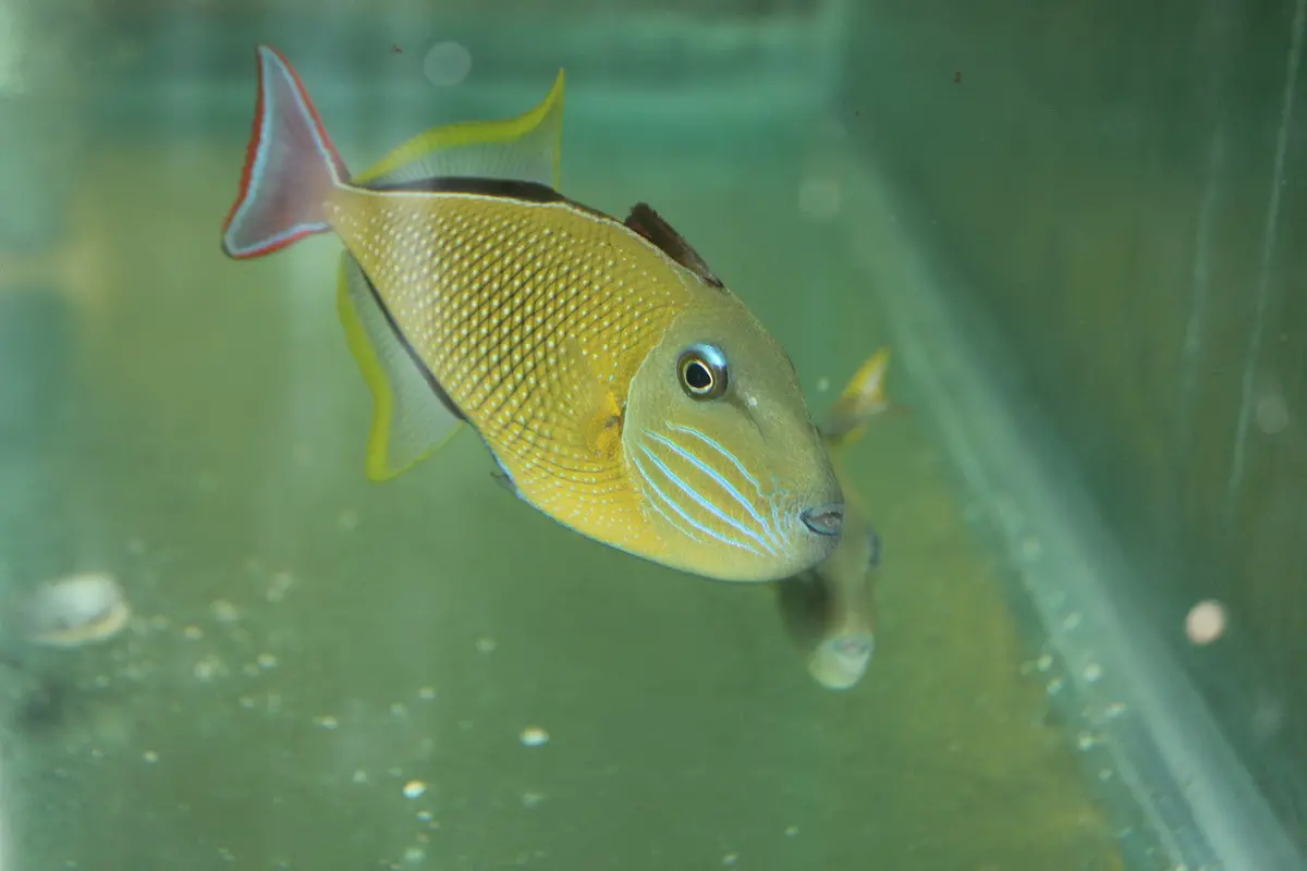 Crosshatch Trigger (Xanthichthys Mento)-  5" Pair 1
