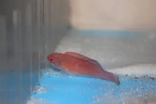Red Sea 8 Line Flasher Wrasse 1