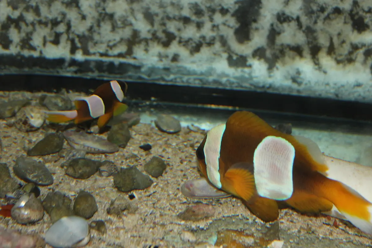 Madagascar Clown Pair  /  Amphiprion Latifasciatus 1