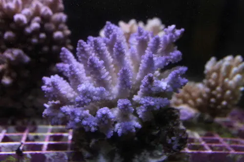 Purple Acropora-Xl Colony 1