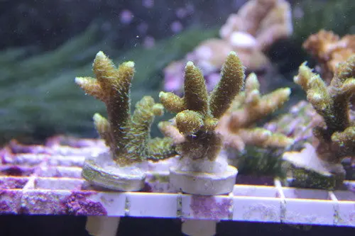 Acropora Green Millepora-1-2" Frag 1