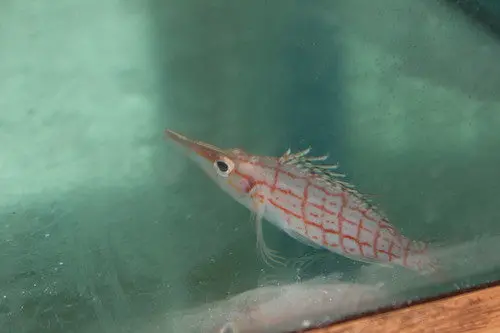 Longnose Hawkfish 1