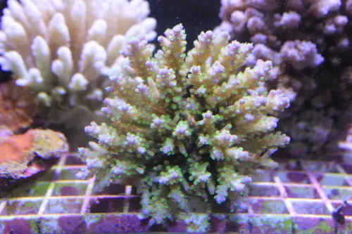 Green And Purple Acropora-Xl Colony 1