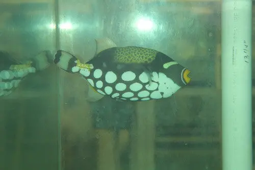 Clown Trigger | Balistoides Conspicillum (5-6") 1