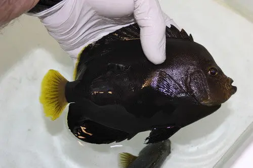 Chaetodontoplus Dimidiatus (Velvet Angelfish) 1