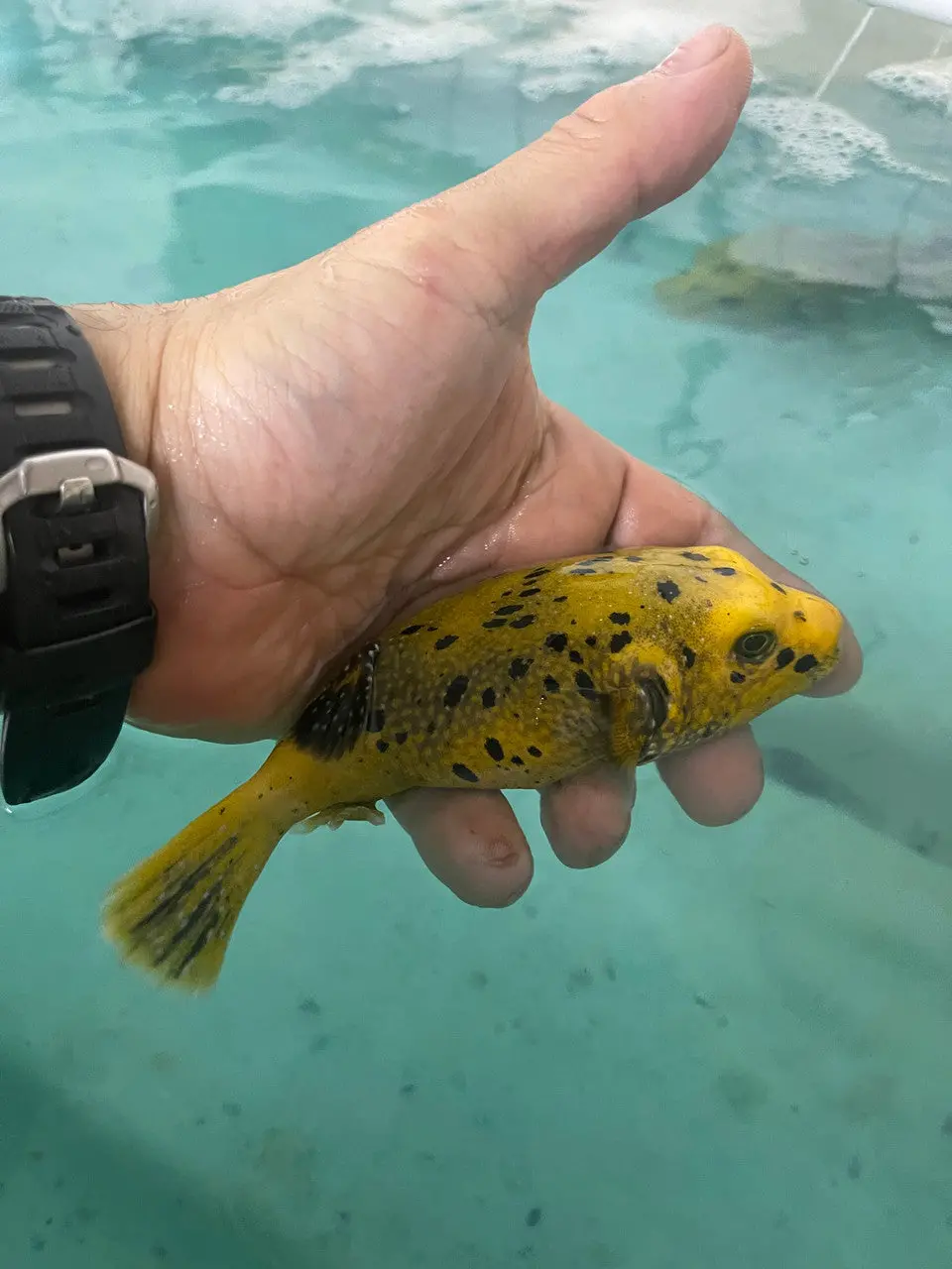 Golden Pufferfish (Kenya)-6-8" 1