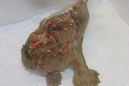 Red Angler Fish-12"+ 1