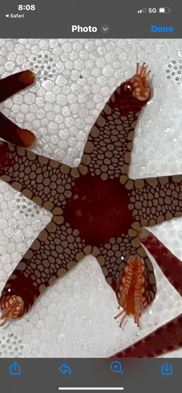 Elegant Sea Star 1