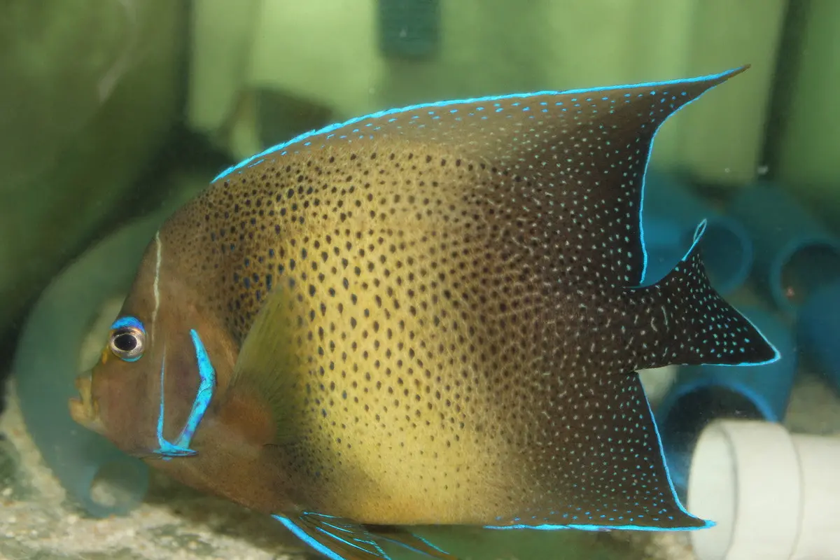 Koran Angelfish-Xl (8" Adult)) 1