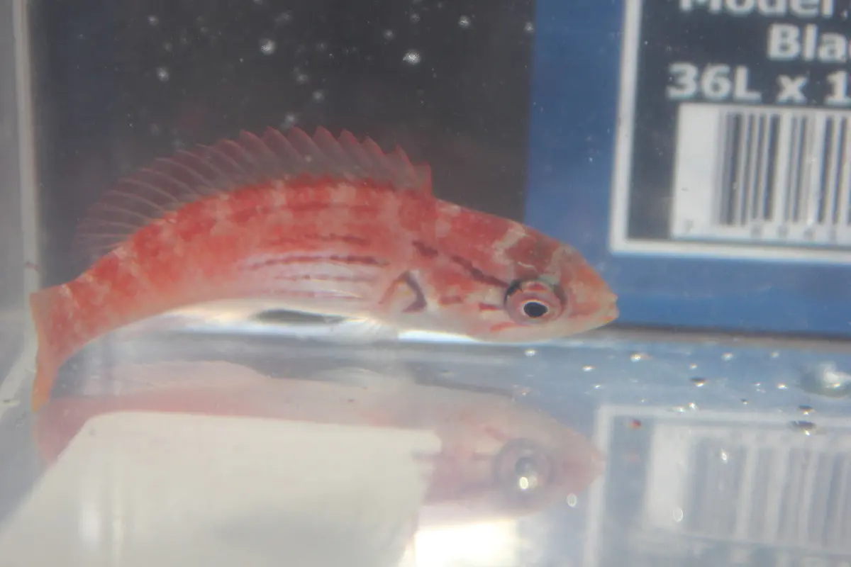 Half Band Flasher Wrasse (Paracheilinus Hemitaeniatus) Female (3-4") 1