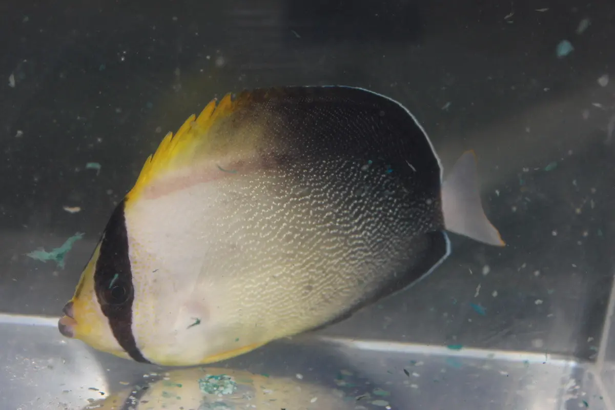 Greytail Poliourus Angelfish (Chaetodontoplus Poliourus) 1
