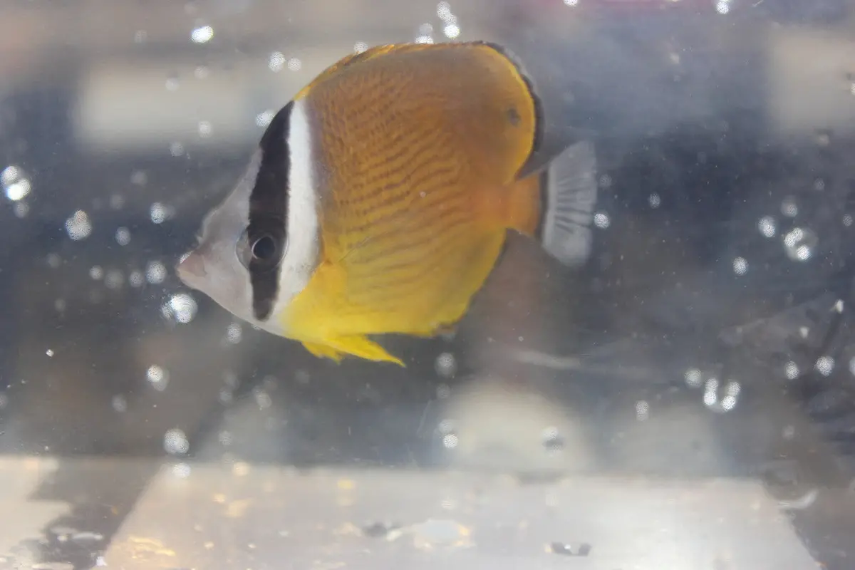 Oriental Butterfly | Chaetodon Auripes (4") 1