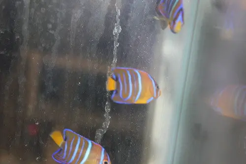Passer Angelfish (2") 1