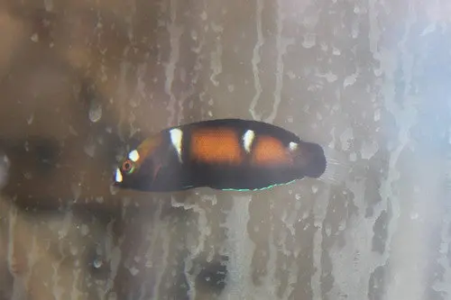 Red Sea Formosa Wrasse-1-2" Juv 1