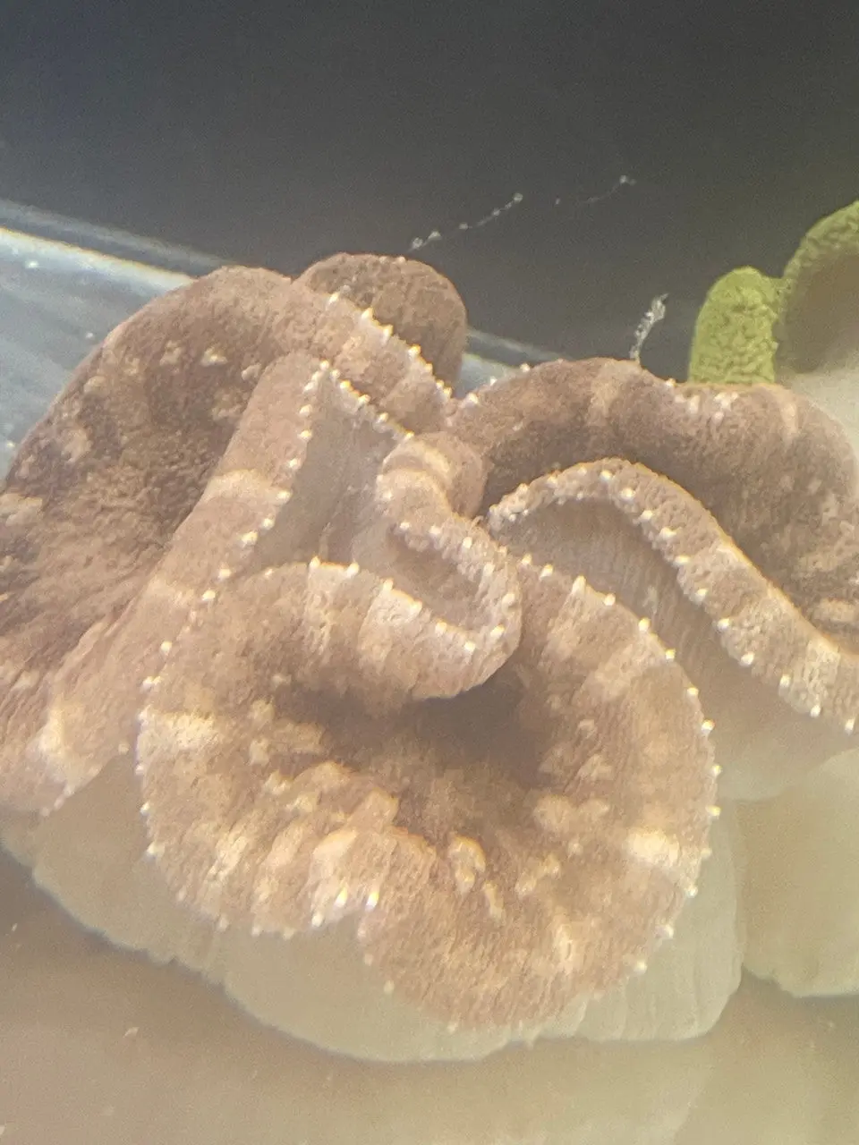 Maroon Stripe Haddoni (12” Diameter) 1