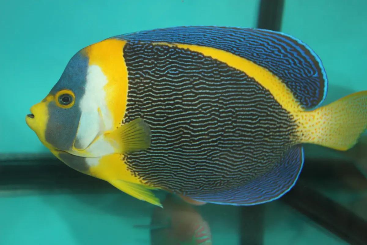 Scribbled Angel | Chaetodontoplus Duboulayi-Male (5-6") 1