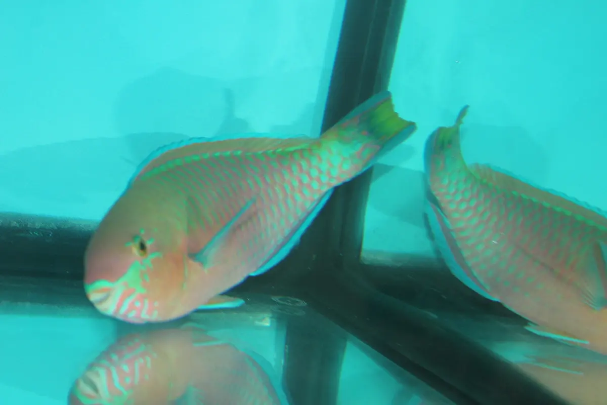Quoyi Parrotfish (7-8") 1