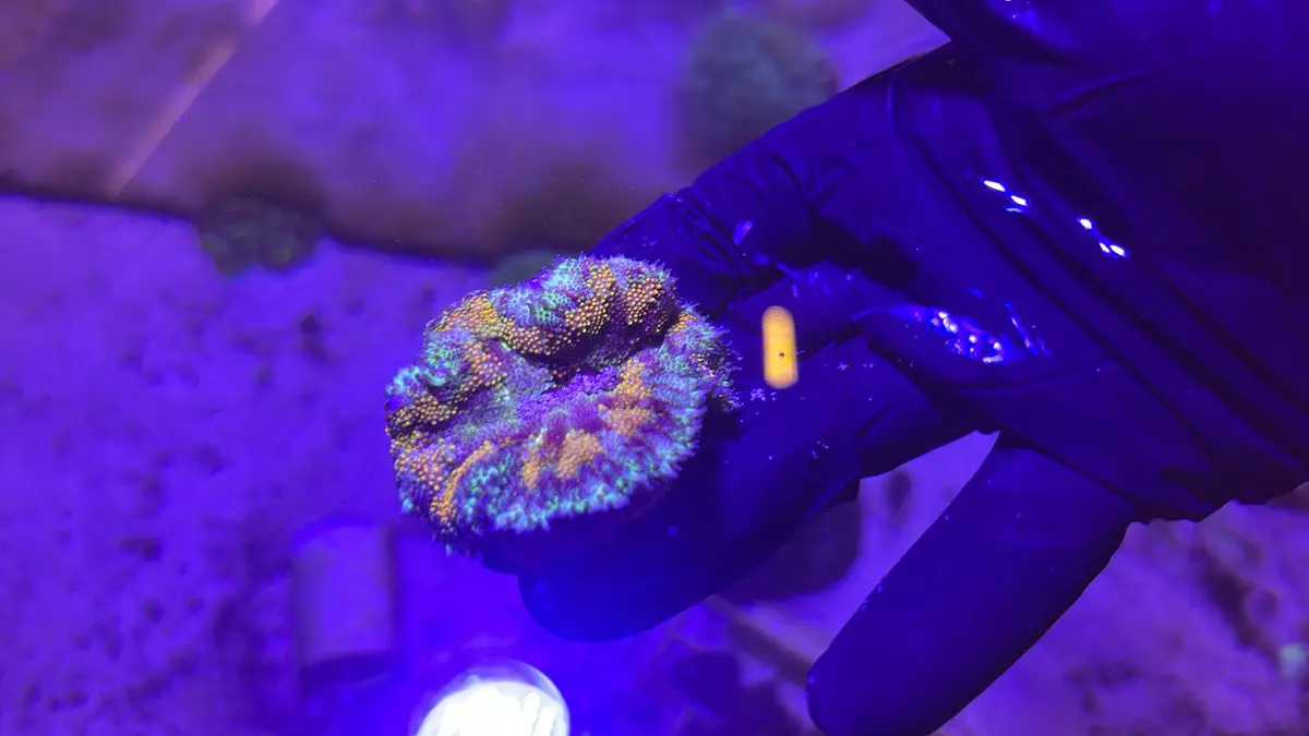 Maxi Mini Carpet Anemone-Rainbow 1